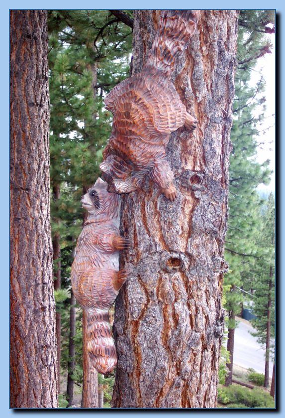 2-06 raccoon attached to tree-archive-0002